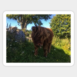 Scottish Highland Cattle Calf 2060 Sticker